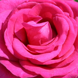 Поръчка на рози - Розов - Чайно хибридни рози  - интензивен аромат - Pоза Пароле ® - W. Кордес & Сонс - -